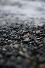 Muschel am Meer