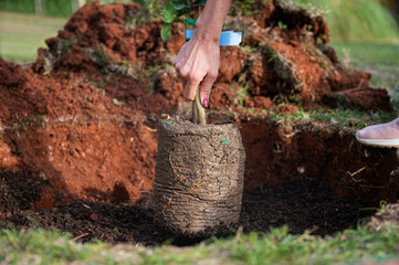 Closeup view of a female hand planting a new tree
