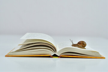 small snail slowly crawling on the open page of the book.Snail reads a book. Helix pomatia, reading crisis concept.