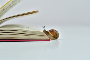 small snail slowly crawling on the open page of the book.Snail reads a book. Helix pomatia, reading crisis concept.
