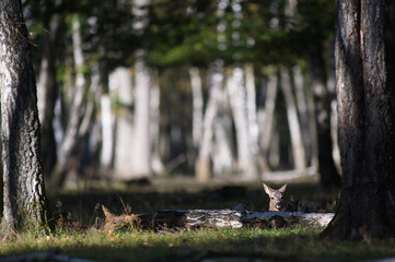 Chevreuil