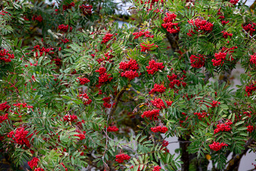 rowan tree with a lot of bunch of red beer