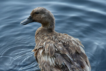 Pato silvestre en el agua 