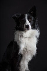 Naklejka na ściany i meble Portrait of dog border collie male in studio black on black and white with dumbell and bubbles 