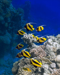 Fototapeta na wymiar Masked bannerfishes (Heniochus monoceros) swim among the corals of the Red Sea 