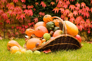 Ripe multicolor mix of squash exhibition on grass lawn. Fresh harvested decorative pumpkins in...