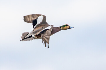 Male Wigeon Duck in Flight on a Gray Day