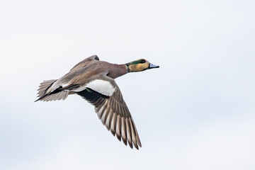 Male Wigeon Duck in Flight on a Gray Day