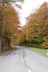 Fototapeta premium Laubwald im Herbst.
