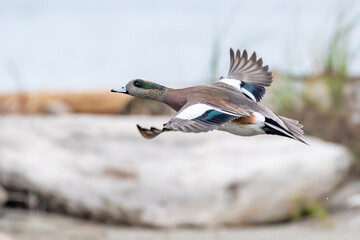 Male Wigeon Duck in Flight on a Gray Day