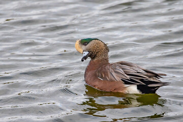 Male Wigeon Duck Swimming and Relaxing on a Gray Day