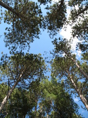trees against sky