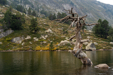 tree in the lake