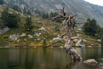 tree in the lake