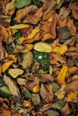 Сhamomile on the green grass near yellowed fallen autumn leaves in the garden or park. Nature autumn background. Environmental preservation and planet care