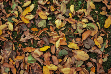 Yellowed fallen autumn leaves on the green grass in the garden or park. Nature autumn background