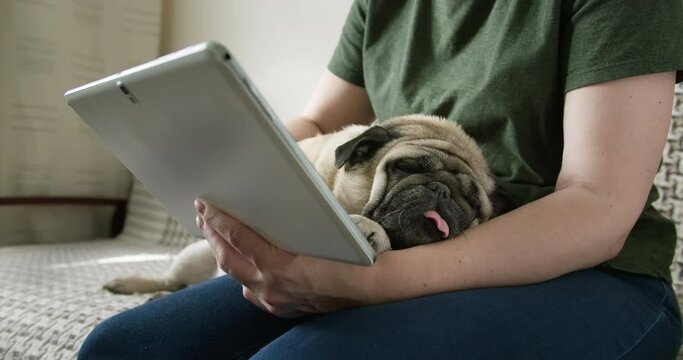 Dog owner using tablet. Funny pug dog lying on the owner. Funny cute pug dog face. Cozy home interior. Female pet owner watching interesting content, media online