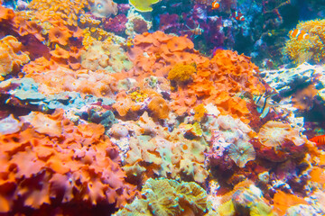 Fototapeta na wymiar Underwater shoot of vivid coral reef with a fishes.
