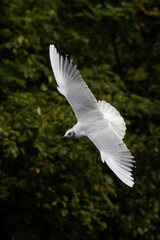 Obraz premium seagull in flight