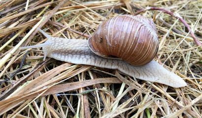 Big garden snail in shell crawling on wet road hurry home