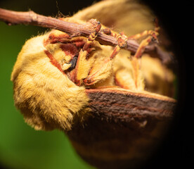 Yellow moth in detail with macro lens, selective focus.