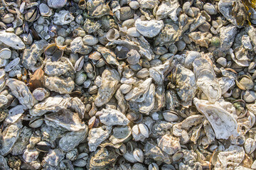 Fototapeta na wymiar Oyster shells on the beach