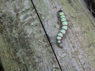 caterpillar on a branch