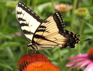 butterfly on flower