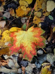 yellow maple leaves
