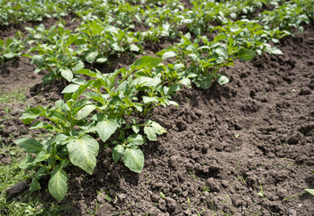 Green young potato plants (Solanum tuberosum) in row growing in garden on brown soil. Close up. Organic farming, healthy food, BIO viands, back to nature concept.