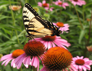 swallowtail butterfly