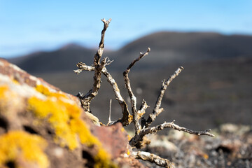Ramas en las monta&ntilde;as