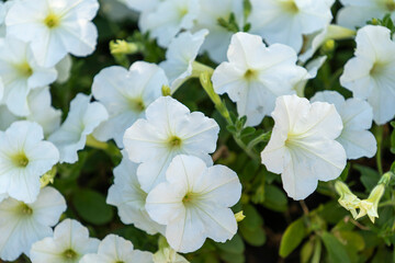 Fototapeta na wymiar Natural background of white petunia flowers