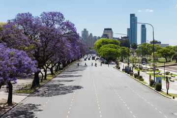 Jacaranda trees blooming along Libertador Avenue in spring, the best season to visit Buenos Aires,...