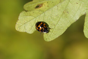 Dark orange harlequin ladybird (Harmonia axyridis f. succinea), family Coccinellidae. Underside autumn leaf of field maple (Acer campestre). Dutch garden. November, Netherlands  