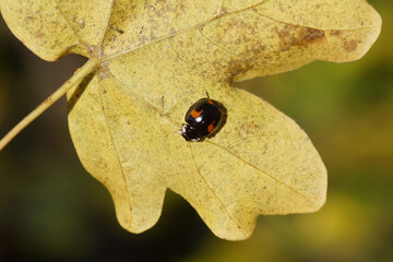 Dark, black harlequin ladybird (Harmonia axyridis f. spectabilis), family Coccinellidae. Underside yellow autumn leaf of field maple (Acer campestre). Dutch garden. November, Netherlands  