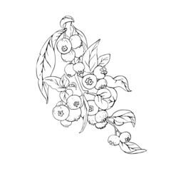 Sketch floral botany illustration