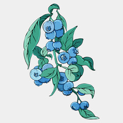 Sketch floral botany, color illustration.