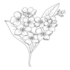 Sketch floral botany illustration