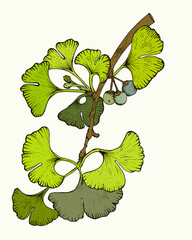 Sketch floral botany, color illustration.
