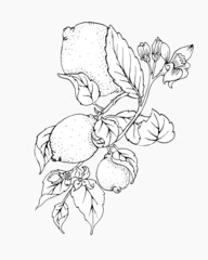 Sketch floral botany illustration