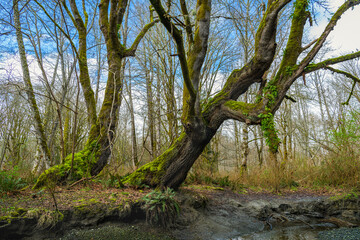 Fototapeta na wymiar Old growth maple trees