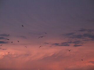 birds in the sky