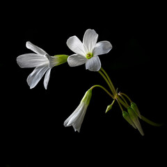 Fototapeta premium Shamrock Flowers