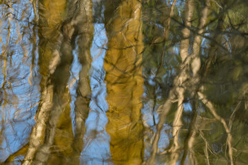 autumn trees reflection in the forest Creek