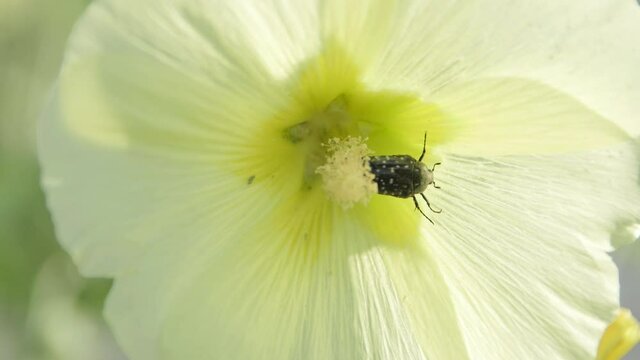 Beetle in Flower

