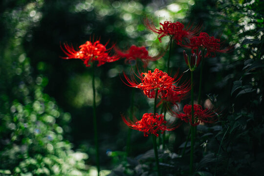 zinnia plant seeds Zinnia Cut Flower Seed Packet Collection