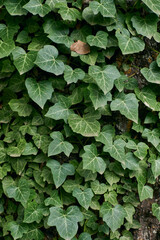Green leaves on a tree trunk
