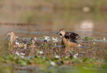 Lesser whistling duck.The lesser whistling duck, also known as Indian whistling duck.whistling duck that breeds in the Indian subcontinent and Southeast Asia.