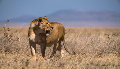 Panthera leo melanochaita in Serengeti National Park, Tanzania - obrazy, fototapety, plakaty